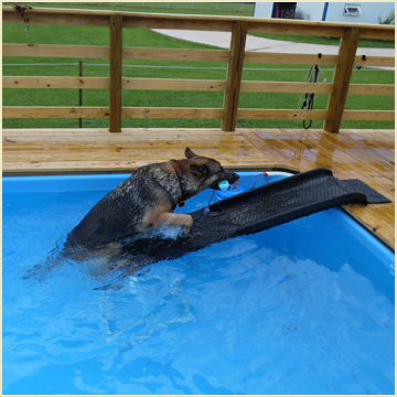 swim therapy for dogs