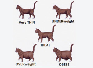 cat-ideal-body-shape - K9 Strong