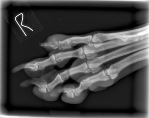 Canine Bone Loss