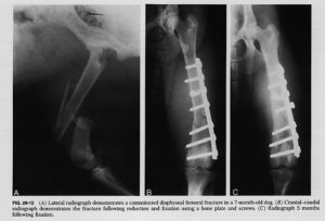 Bone Loss - K9 Strong