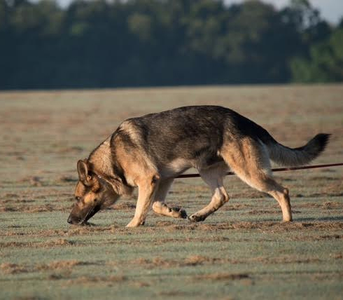 Canine tracking sales