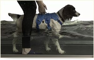 Canine Underwater Treadmill