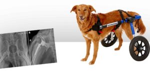 The-Canine-Mobility-Evaluation-2