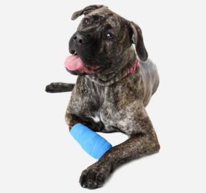 Injured-dog