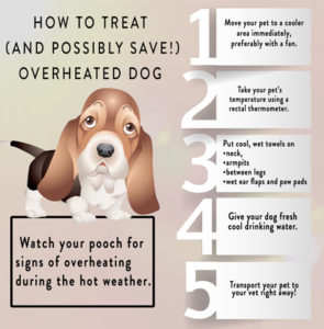 canine-heat-injury-prevention-pic - K9 Strong